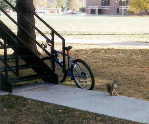 Squirrel on North Campus